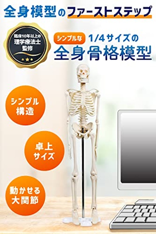 全身骨格模型 2