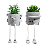 安い観葉植物のおすすめ人気ランキング【2026年5月】 3