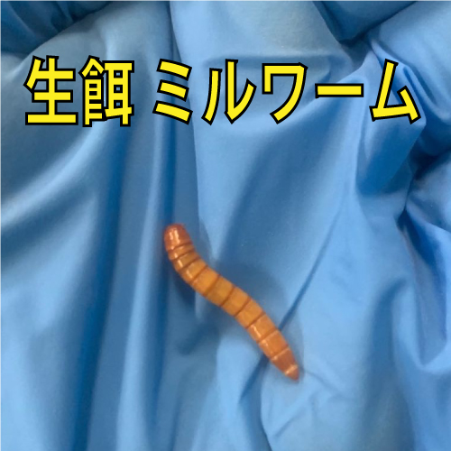 21年 ペットミルワームのおすすめ人気ランキング7選 Mybest