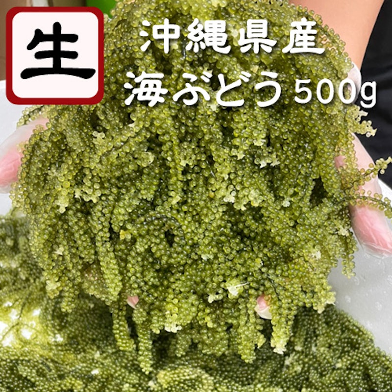 海ぶどう 2
