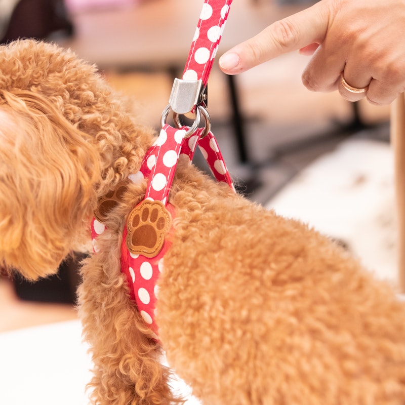 徹底比較 犬用ハーネスのおすすめ人気ランキング18選 Mybest