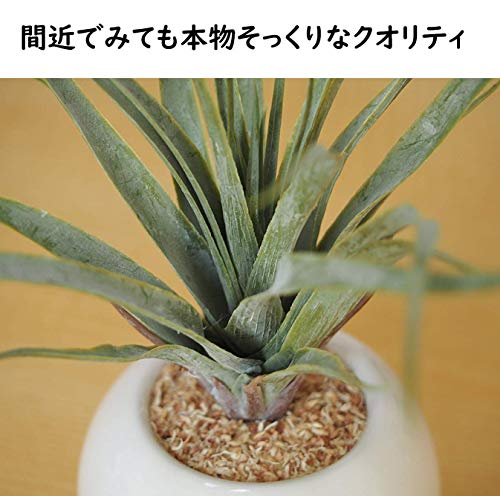 ミニ インテリアグリーン 2
