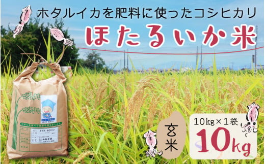 ほたるいか米 玄米 1