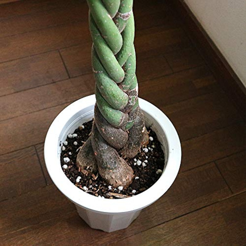 パキラ 6