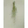 euro plants studio エアープランツ ウスネオイデ 1