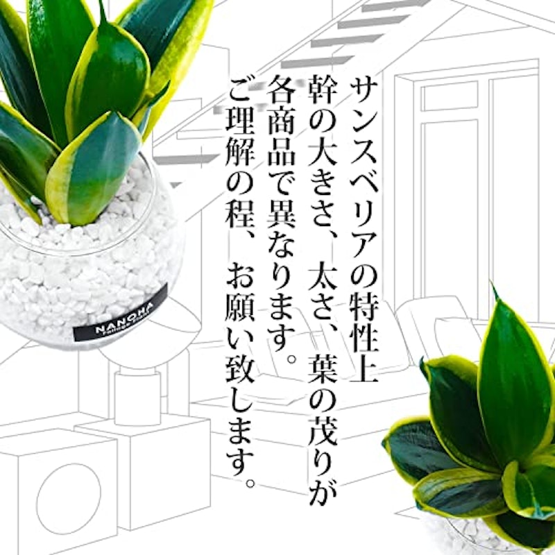 サンスベリア 6
