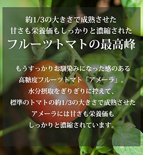 フルーツトマト アメーラ 3