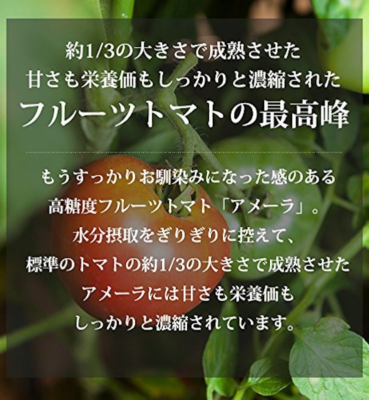 フルーツトマト アメーラ 3