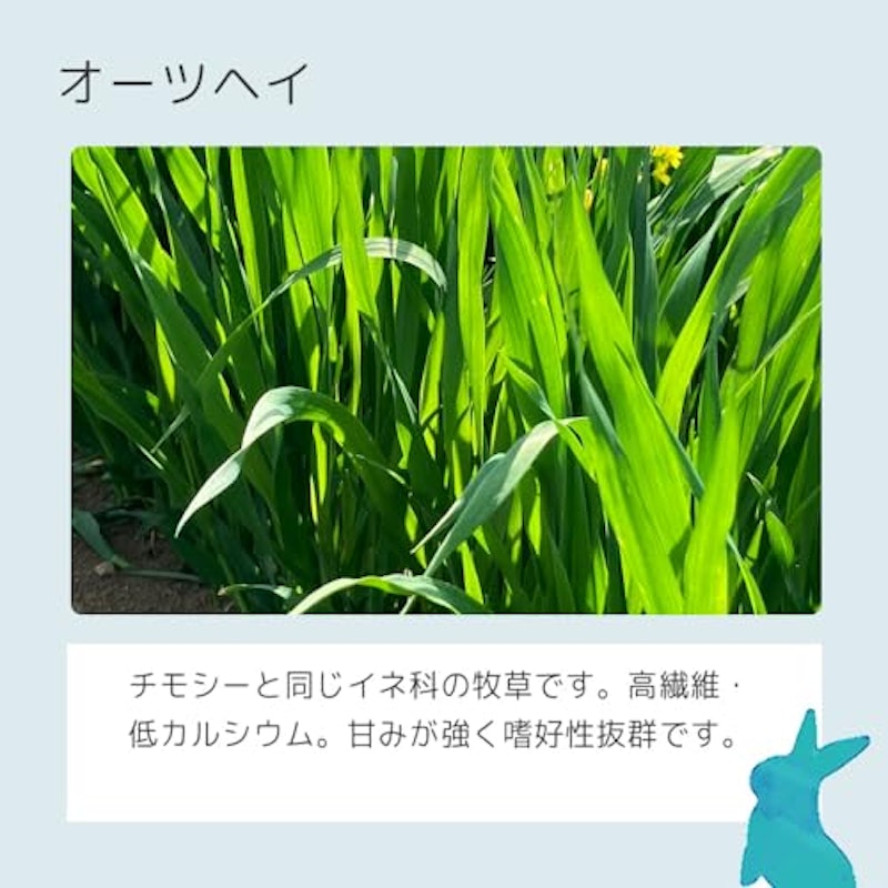 やみつきえん麦の葉 オーツヘイ 3