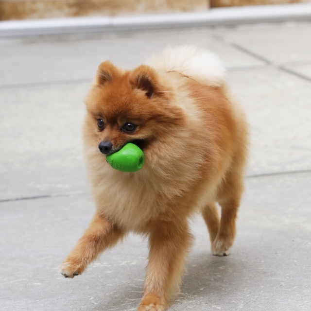 サンジョルディ たまごちゃんを全15商品と比較 口コミや評判を実際に使ってレビューしました Mybest サンジョルディ たまごちゃんを全15商品と比較 口コミや評判を実際に使ってレビューしました Mybest