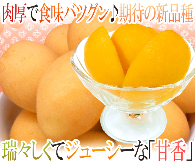巨大びわ甘香 訳あり 2