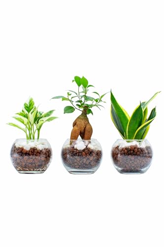 観葉植物 おまかせ3種セット 1