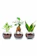 Groovoost 観葉植物 おまかせ3種セット 1