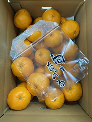 和歌山県産 はるみみかん 4