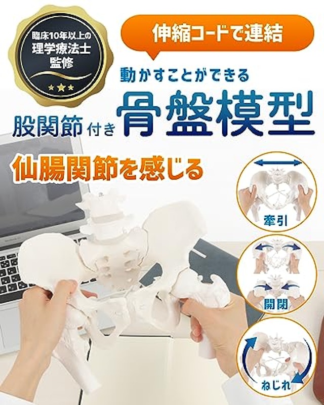グイッと動かせる大腿骨付き骨盤模型 2