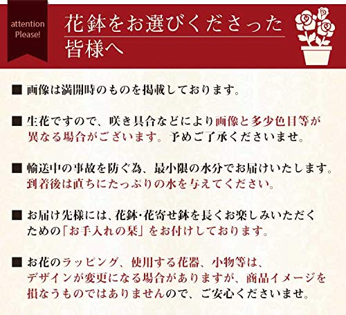 アジサイ鉢 4号＆スイーツセット 5