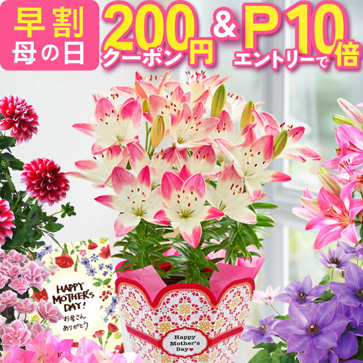 鉢花ギフト 1