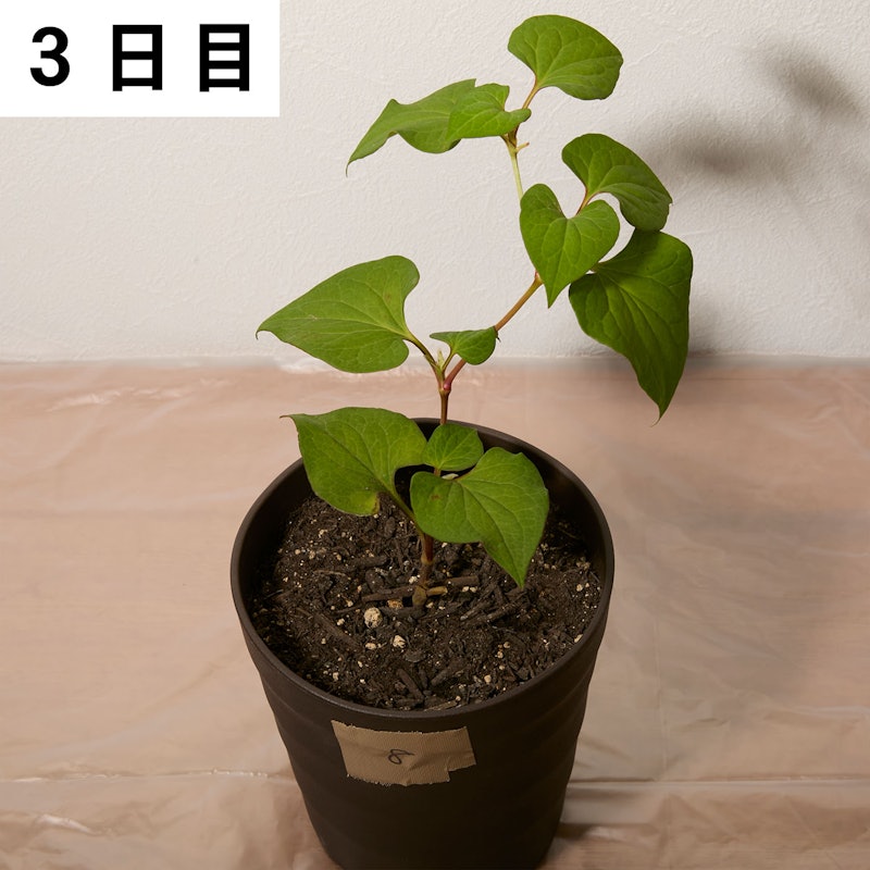 はやく効くお酢の除草剤 7