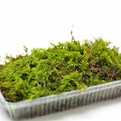 這苔パック 1