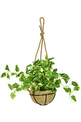 人工観葉植物 ハングキング 1