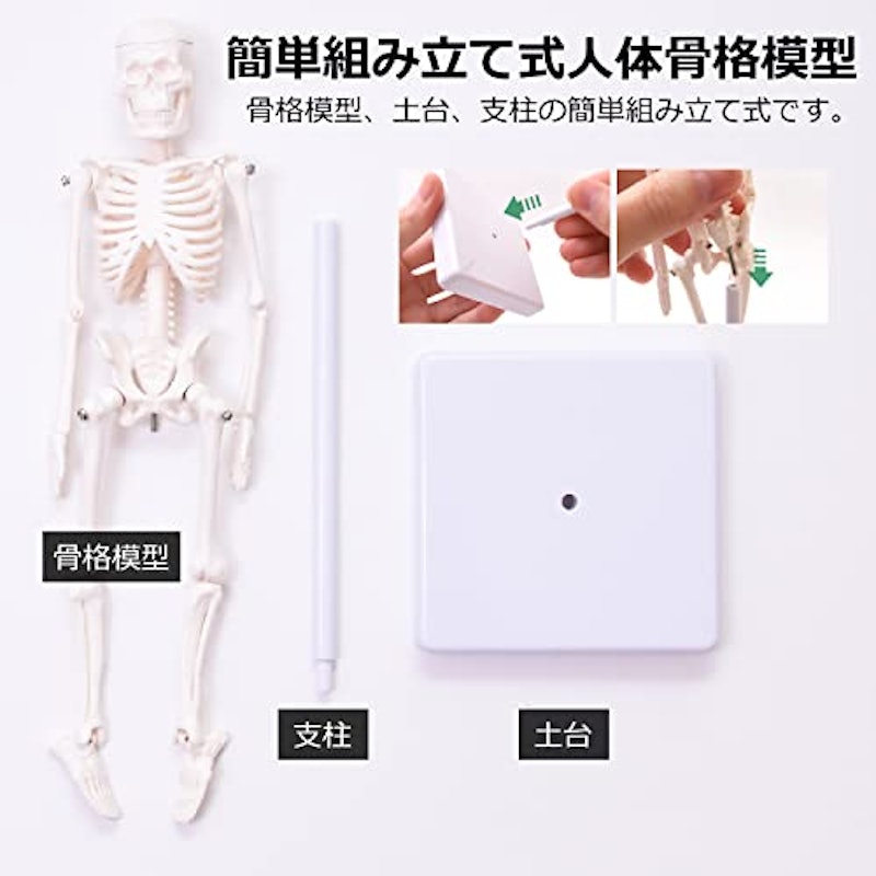 人体模型 2