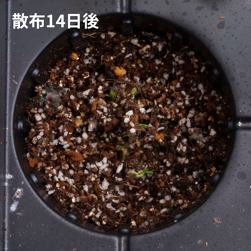 カダン除草王シリーズプロ 除草王シャワーS 5