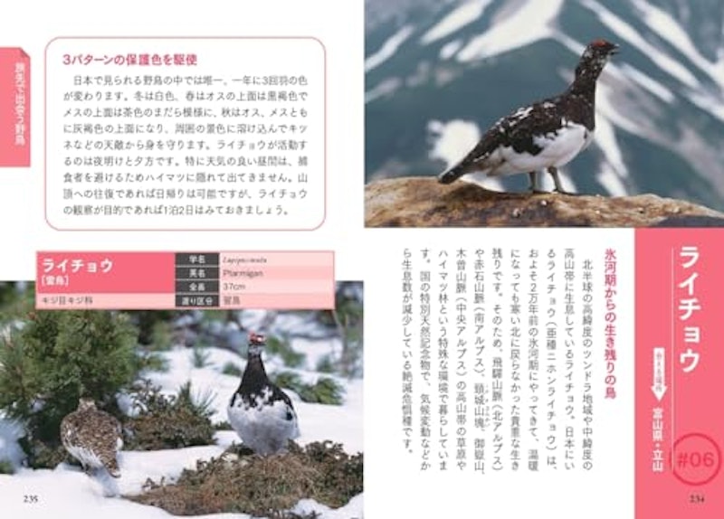散歩や旅先で出会う野鳥図鑑 4