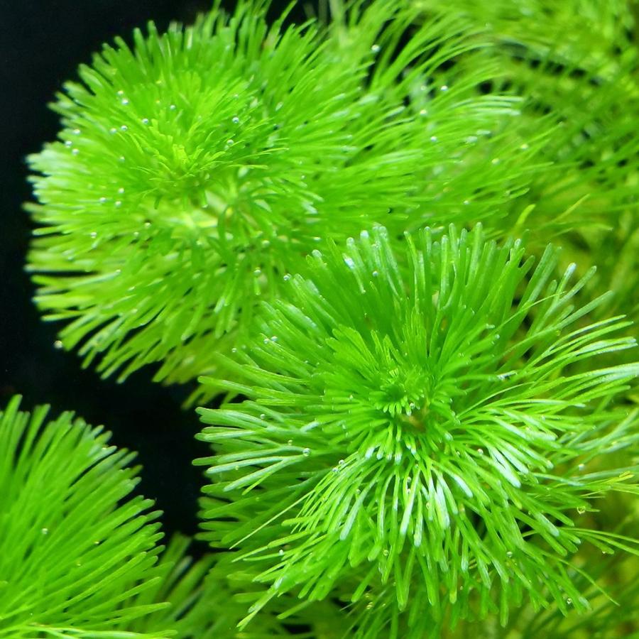 メダカ金魚藻 カボンバ 2