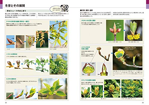 樹木博士入門 2