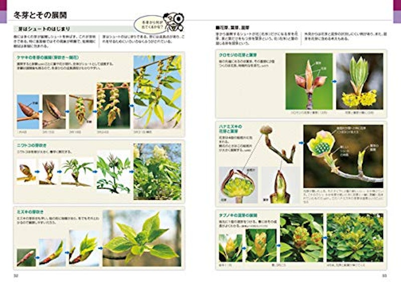 樹木博士入門 2