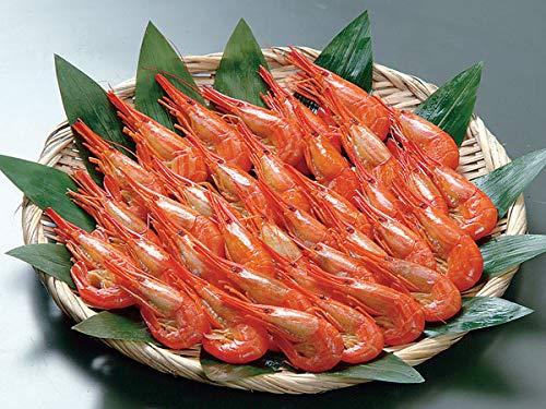 北海シマエビ 1