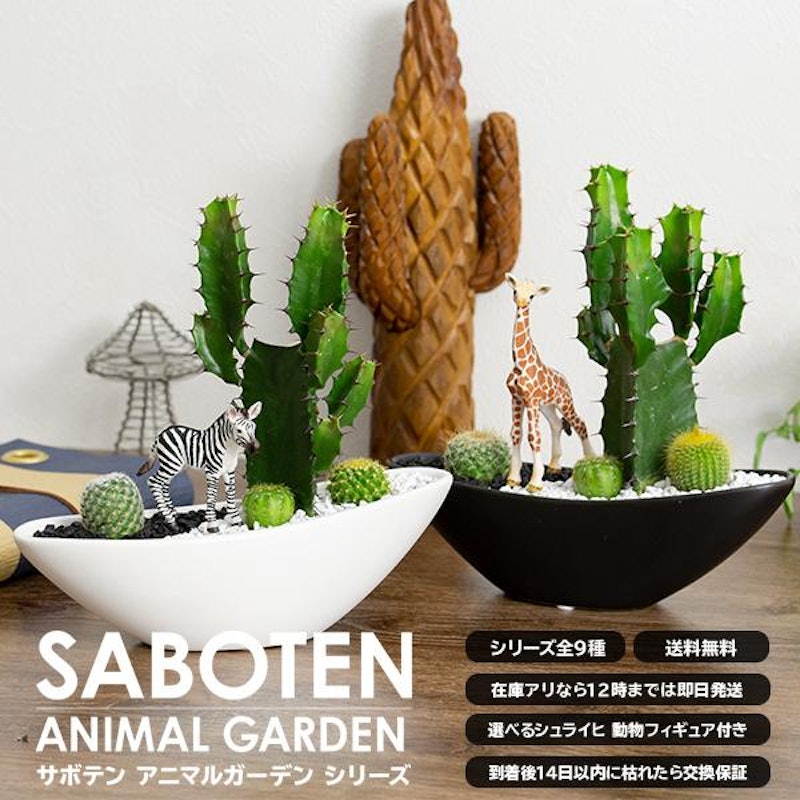 サボテンギフト 3