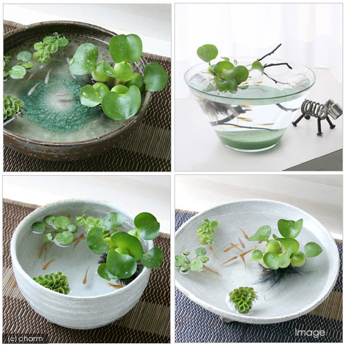 22年 ビオトープ向け水草のおすすめ人気ランキング39選 Mybest