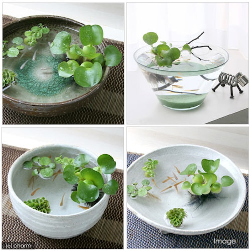 22年 ビオトープ向け水草のおすすめ人気ランキング39選 Mybest 22年 ビオトープ向け水草のおすすめ人気ランキング39選 Mybest