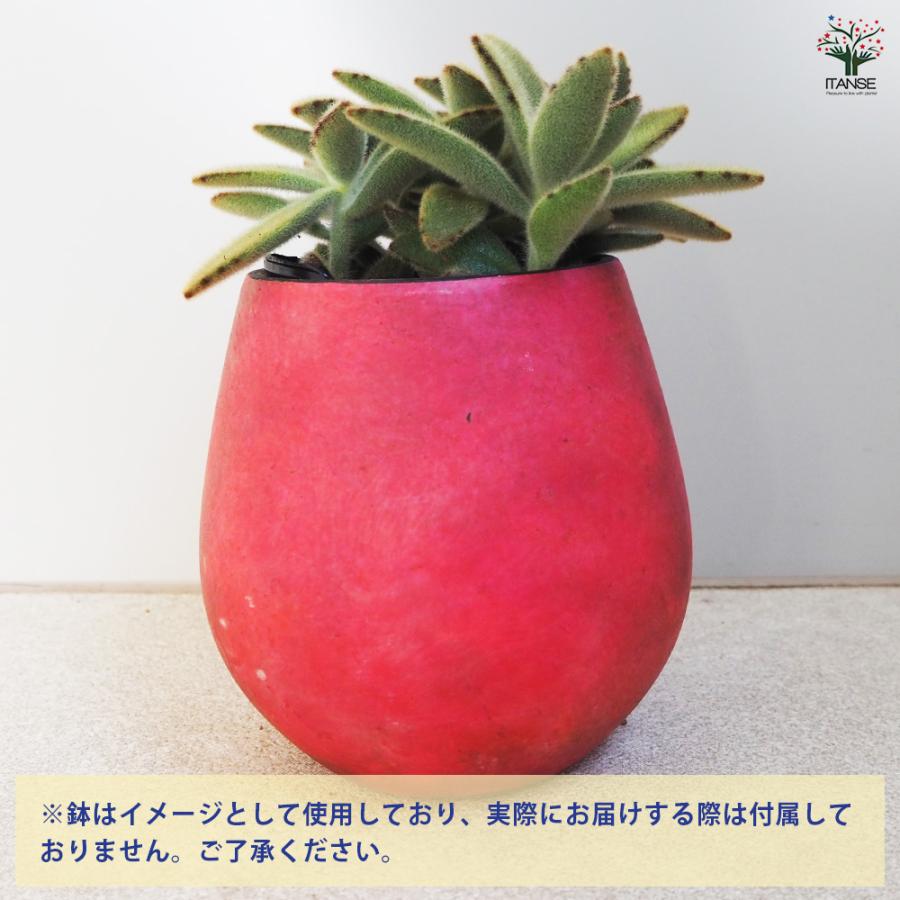 多肉植物 ゴールデンラビット 3