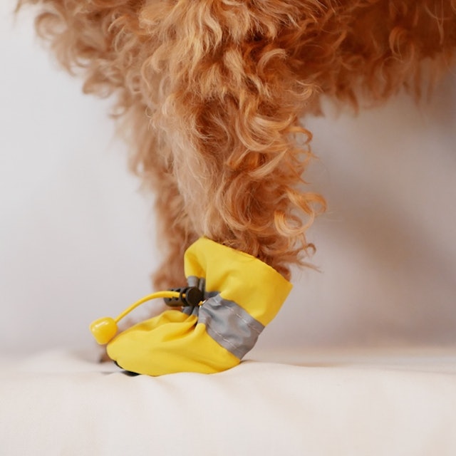 犬用靴 靴下のおすすめ人気ランキング15選 おしゃれで実用性も Mybest 犬用靴 靴下のおすすめ人気ランキング15選 おしゃれで実用性も Mybest