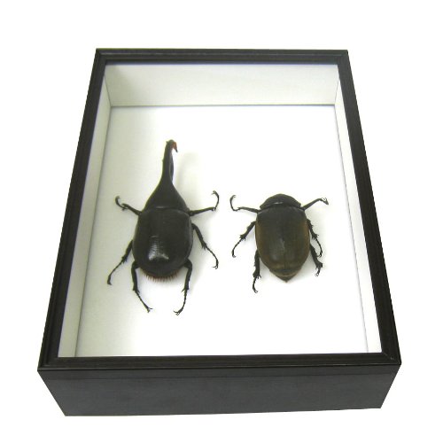 昆虫標本箱のおすすめ人気ランキング【2026年2月】 | マイベスト