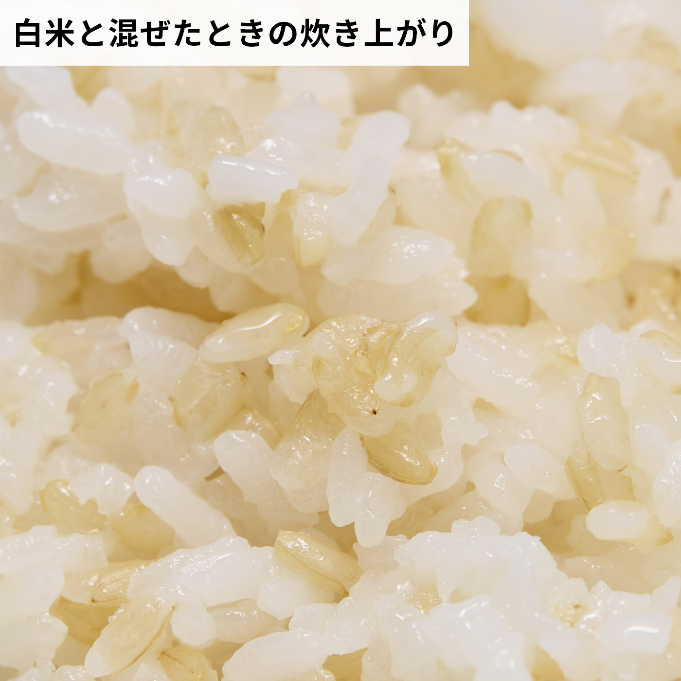 もっちり美味しい発芽玄米 7