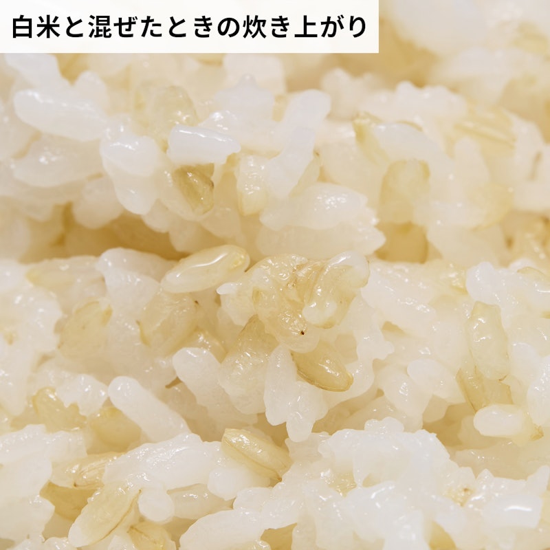 もっちり美味しい発芽玄米 7