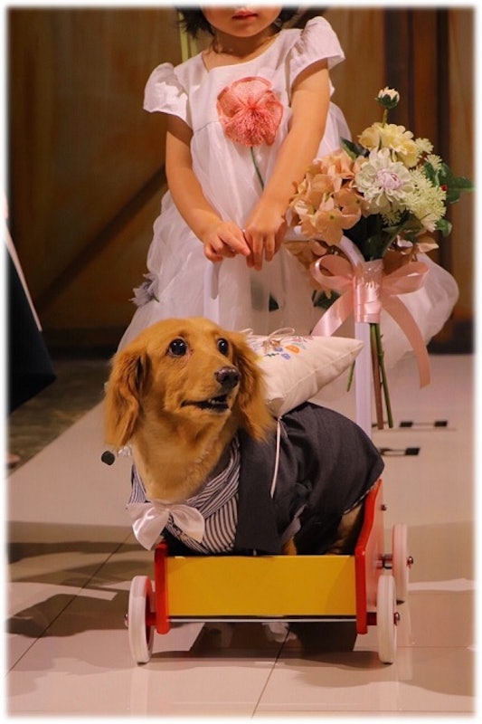 犬用タキシード 2