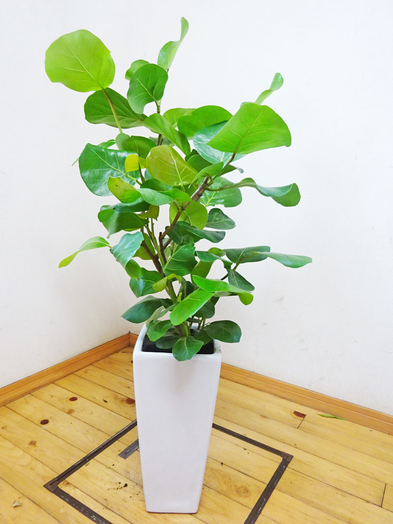 ☆希少☆ レア 観葉植物 オシャレ シーグレープ スパイラル 4寸 グリーン GREEN COFFRET シーグレープ160cm 人工観葉植物 フェイク