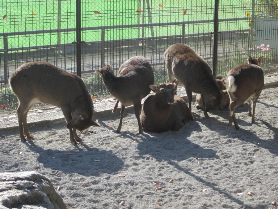 昭和公園動物園 2
