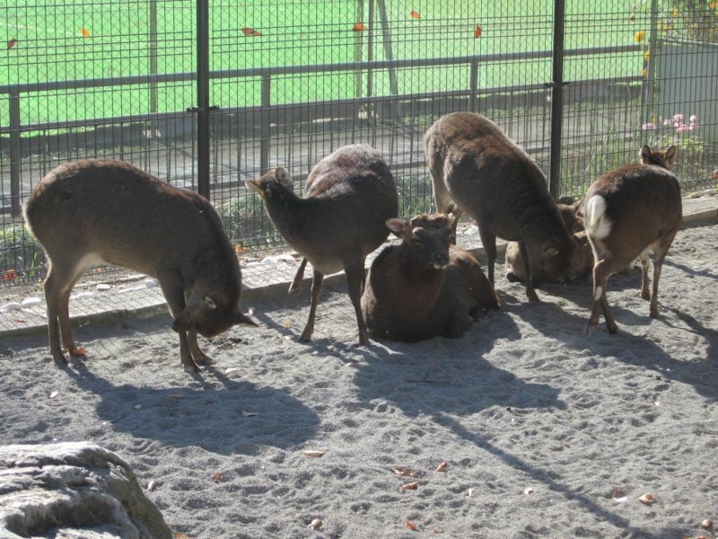 昭和公園動物園 2
