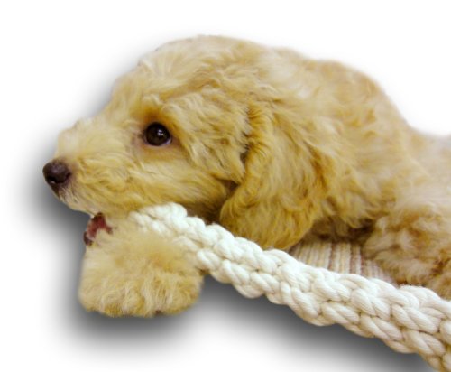 22年 犬用噛むおもちゃのおすすめ人気ランキング24選 Mybest