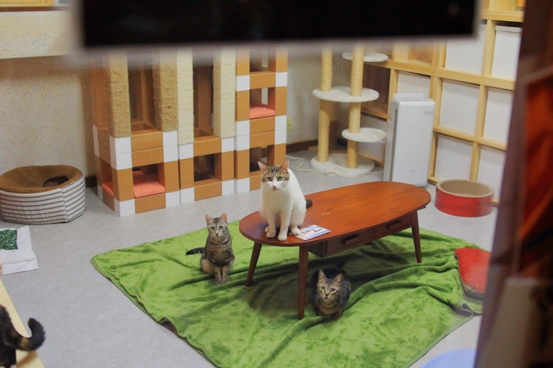 東京都内の猫カフェおすすめ人気ランキング12選 里親探しのカフェも Mybest