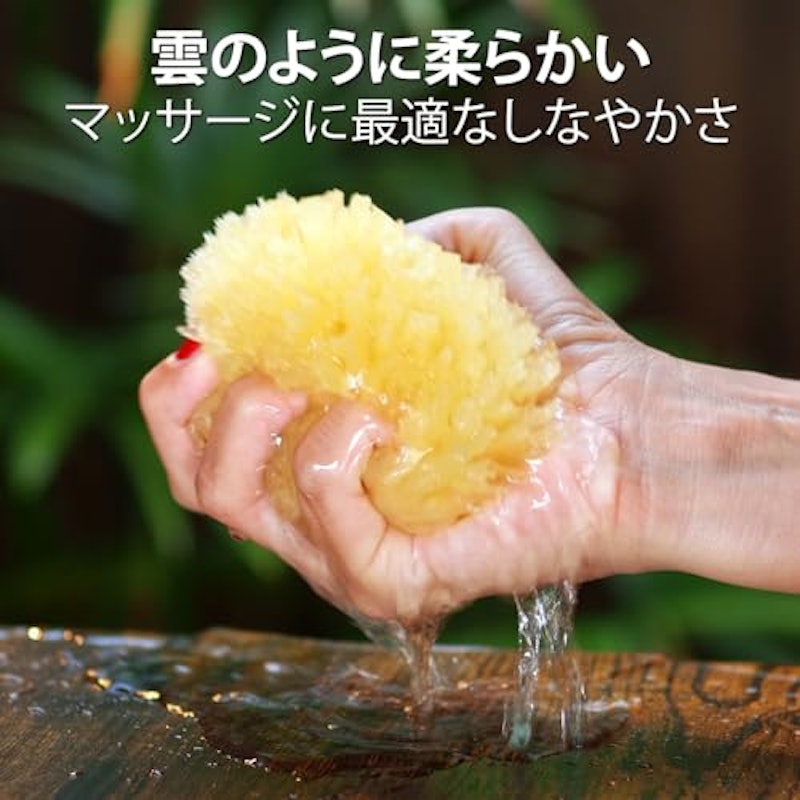 天然海綿スポンジ 5