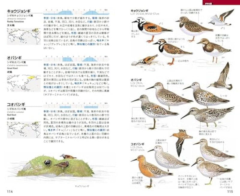 フィールド図鑑 日本の野鳥 第3版 4