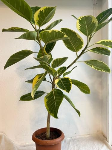 フィカス・アルテシマのおすすめ人気ランキング【2026年3月】 | マイベスト