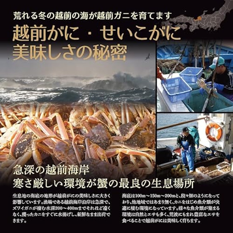 浜茹で 越前セイコガニ 2