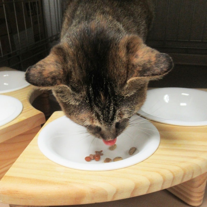 ねこ福 39大入り袋 シーフード仕立て 8